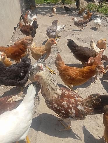 ucuz quşlar: Cücələr 6 7 aylıq 5 azn kəsməkdə olar saxlamaqda — 2