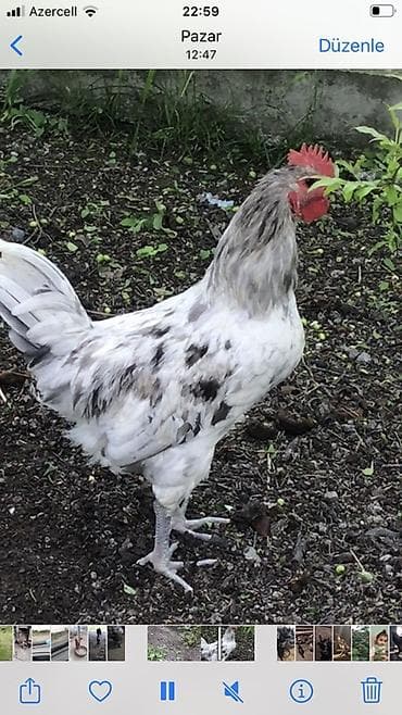 cins ineklerin satisi: 2eded Avstroluq xoruzlar satlır biri 40manata cavan becelerdi esil — 1