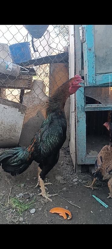 cucə: Super cins heyratilar satilir isimle elaqadar tərgidirem deye hamsini — 5