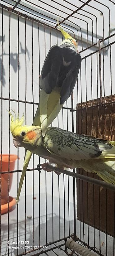 satdig quslar: Nymph paraketləri (Kakadututu) – cüt - Növ: Nymph paraket (cockatiel) — 3