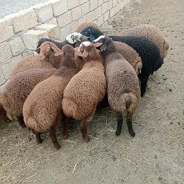 Camış: Quzu, Dişi, ay: 1, 30 kq, Ətlik, Ödənişli çatdırılma — 1