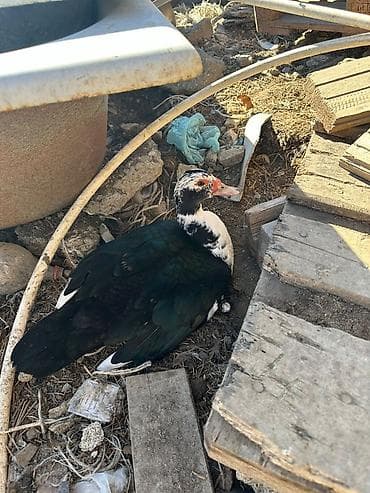 quzu satilir 2021: Erkək, | Lal ördək, Damazlıq — 2