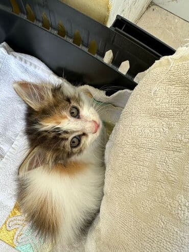 кошка продажа: Самка, В добрые руки — 3