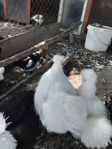 qefes: Toyuq, Damazlıq, Ödənişli çatdırılma, Ünvandan götürmə — 4
