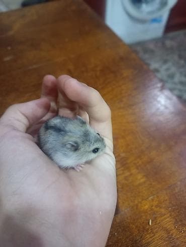 Salam, 3 ədəd 1 aylıq bala djungar xamyakı və ana xamyak satılır