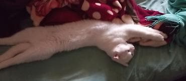 pişik alıram: Şotland yastı qulaq, Erkək — 3