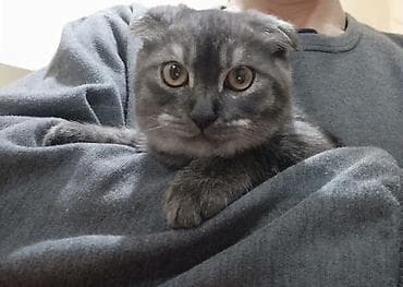 pişik pulsuz: Şotland yastı qulaq, Dişi, Yaxşı əllərə, Pulsuz çatdırılma — 3