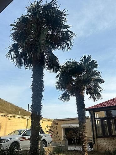 sultan daragi gülü: Məhsul: Həyətyanı sahə üçün iri ölçülü palma ağacları (Trachycarpus — 1