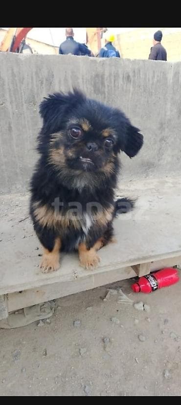 balonka it satilir: Pekines — 1