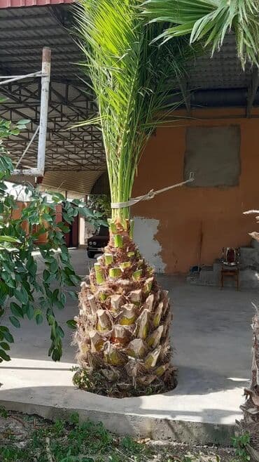 dekor işıq: Bu palma ağacı tropik bir görünüşə malik olub, bağçanıza, həyətinizə — 3