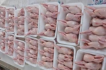 quş əti: Bildirçinlər — 1