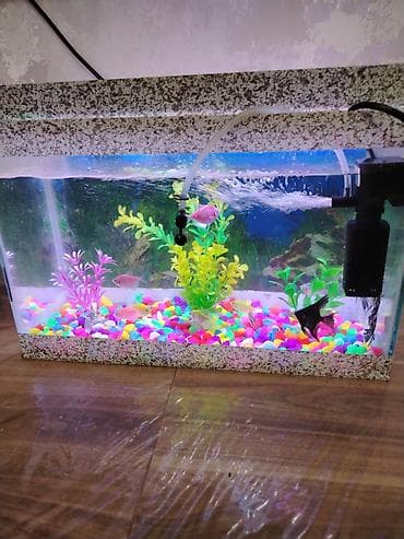 Akvariumlar: Dördbucaq akvarium, Balıqlarla birlikdə, 50 l, Ünvandan götürmə — 1