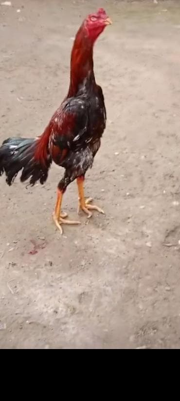 xoruz adlari: Heyrati bakidadir 11 ayligdir tam saglam doyuskendir vidolarida var — 3