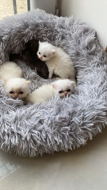 приют для кошек в баку: Fars, Dişi, Erkək, Pulsuz çatdırılma — 1