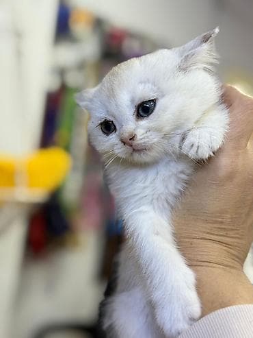 pişik satisi 2020: Şinşilla — 6