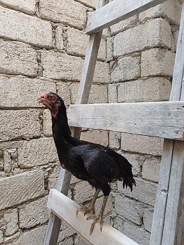 Xoruz, Heyratı, il: 1, Ünvandan götürmə lalafo.az -da Xoruz, Heyratı, il: 1, Ünvandan götürmə