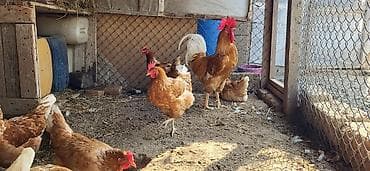 yumurtalik toyuqlar: Toyuq, Yumurtalıq, Ödənişli çatdırılma, Ünvandan götürmə — 10