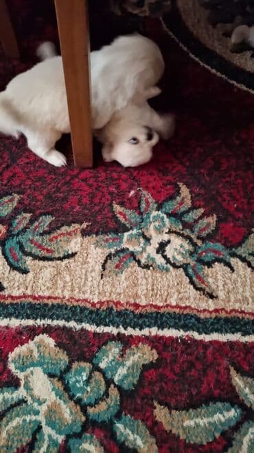 it gəncə: Pekines, 2 ay, Dişi — 3