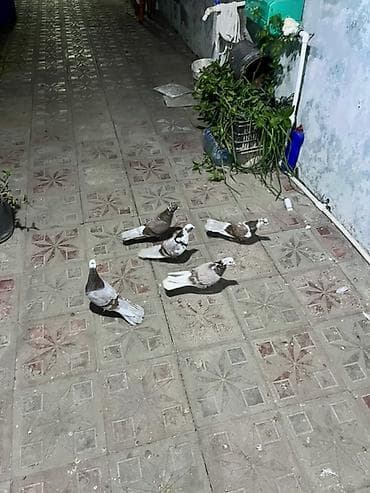 dekorativ quslar: Sarıköynəkli, ağ-qumral rəng çalarlarında dekorativ göyərçinlər dəsti — 1