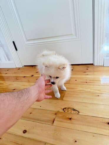 Lüğətlər: Şpitz, 3 ay, Erkek — 2