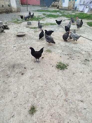 sort toyuq: Şekilde gorduyunuz Xarkov ve Avustroloq beceleri satilir Xarkovlar — 2