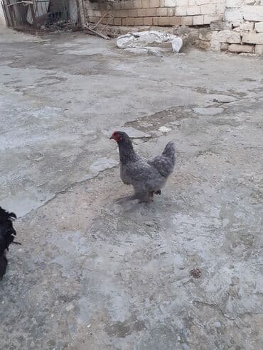 Xoruz, Brama, il: 1, Ödənişli çatdırılma