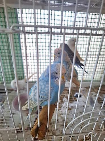 Quşlar: Tam saglam papuqaylar satilir. Biri 15 manat. Erkek ve disi cut — 1