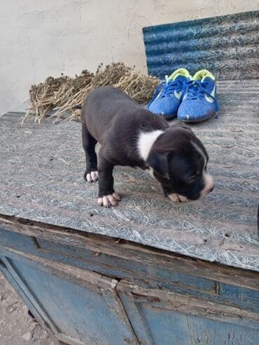 dişi pitbul: Pitbul, 1 ay, Dişi, Ödənişli çatdırılma — 3