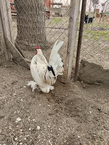 Pişiklər: Yaponka xoruz, ayağı lələkli, daş pipik, 1 illik, vaksini vurulub. 20 — 8