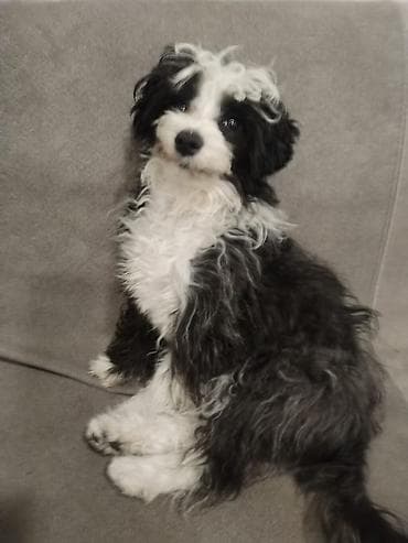 qaz balas: Qara-ağ rəngli balaca it balası pudel balasi 5ayliq dişi peyvend — 3