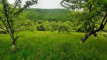 masallı kirayə ev: 20 sot, Mülkiyyətçi, Kupça (Çıxarış) — 2