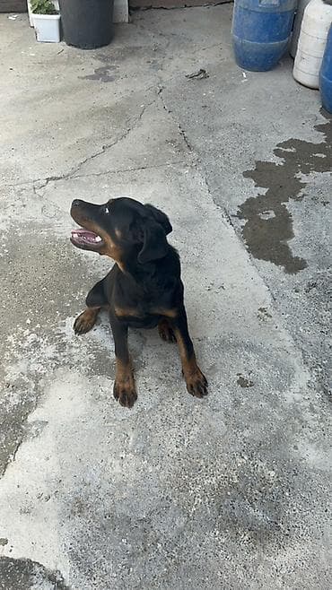 poncik itler: Rotveyler, Dişi — 5
