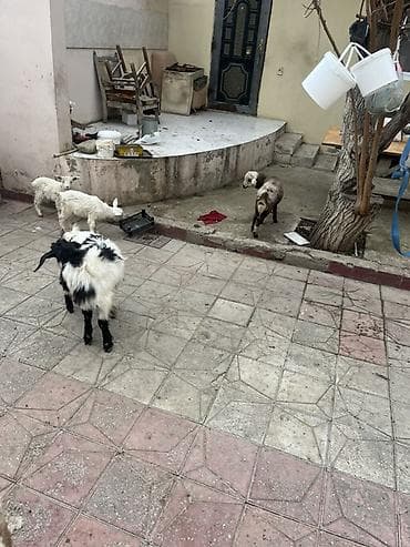 Другие с/х животные: Çəpişlər hamısı ən xırdasınnan böyüyünə qədər süd əmən heyvanlardı — 6