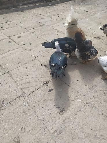 Mal-qara: Kom satılır hunduska xoruzun 6 klo çəkisi var real alıcıya endirim var — 1