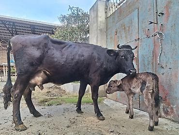 Собаки: 20 litir süd verir 2 qarına düyədi 10 gündü doğub balası dişdi — 7