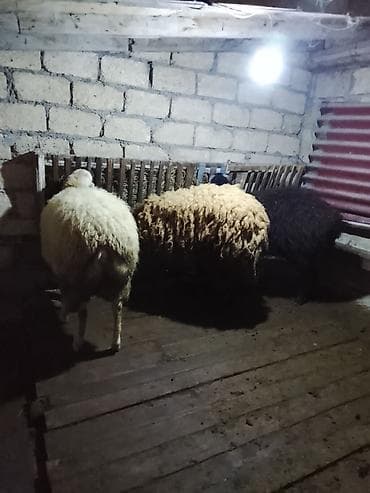 qoyunu: 3bas erkək toglular satılır öz qapı heyvanlarimdi arpa yemiş — 7