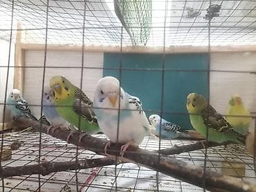 top az itler: Quşlar 10azn fikri ciddi olanlar əlaqə saxlasın — 1