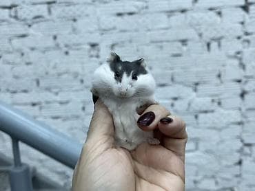 gemiriciler: Cücə xomyaklar – ağ-qara ləkəli rəng - Növ: Cırtdan — 4