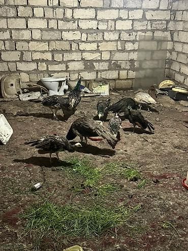 dekorativ quslar: Məhsul: Tovuz quşları qaraqanad ve hindistan Təsvir: Quşlar 8-11 — 2