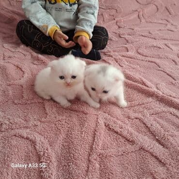 приют для кошек баку: Шиншилла, Самка, В добрые руки, Самовывоз — 3