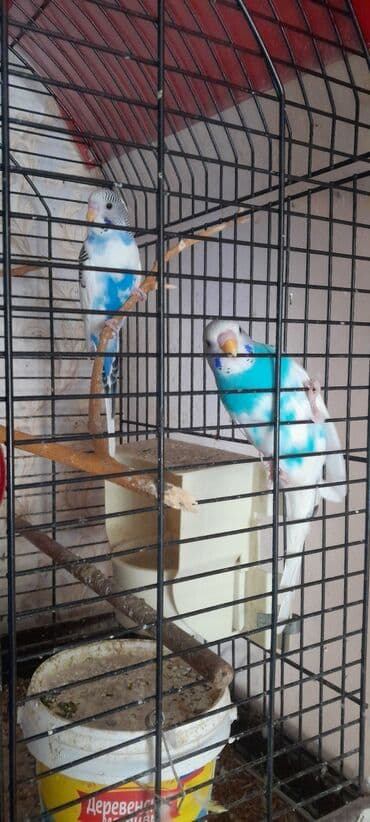 cuceye verilen adlar: 2 aylıq ərkəklər.2- х месячные самцы — 3