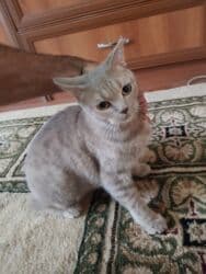 купить кота в баку: Британская, Самка, В добрые руки — 3