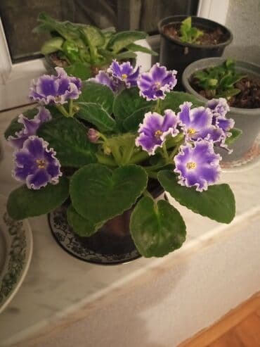 xoruz pipiyi gulu haqqinda: Bənövşə (Afrika bənövşəsi) – bənövşəyi çiçəkli, xırda dalğalı ləçəklər — 6