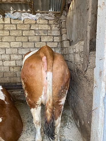 Keçilər, çəpişlər: Martın axrı 2 ci balaya dogacaq ünvan məhəmmədi — 2