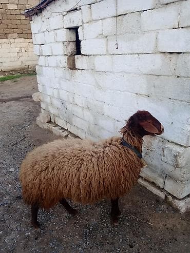 sotland pisiyi satilir: Erkək, Qala, il: 1, Damazlıq — 9