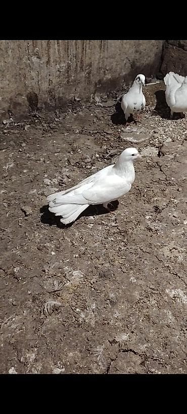 K/t heyvanları və malları: Qarabaw mayadi tutulmadi. Boynu gullu baladi 2 saata yaxin ucub 1 — 10