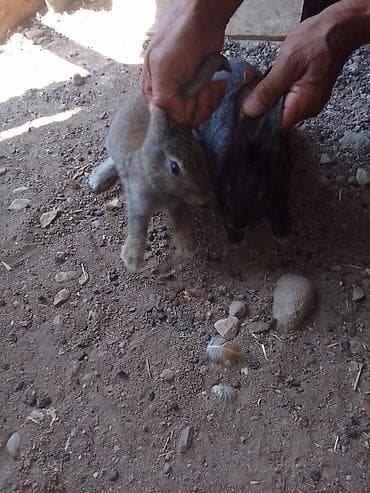 bakıda cucə satışı: Bir cüt dovşan satılır velikan qarşığdı — 4