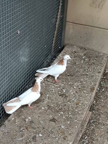 Gəmiricilər: Təmiz çılpaq hündür quşlardır — 1