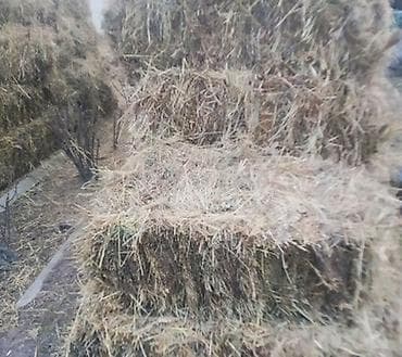 Masalli rayon Qizilagac kendi yonca presi satilir.80 eded