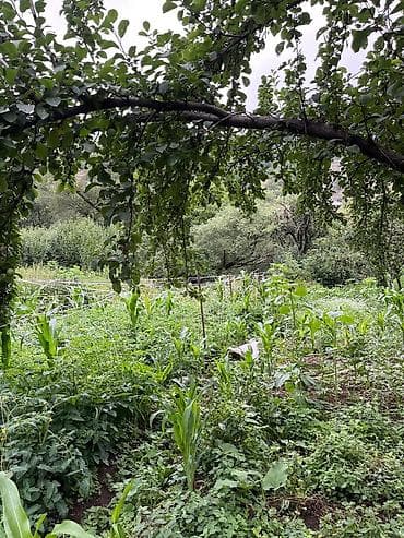 kiraye ev nefçiler: Goy gol cay kəndində fərdi yaşayış evi və torpaq sahəsi - Torpaq — 5